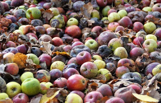 An increasing variety of fruits, vegetables, and plants are being utilized as sustainable material sources. An increasing variety of fruits, vegetables, and plants are being utilized as sustainable material sources.